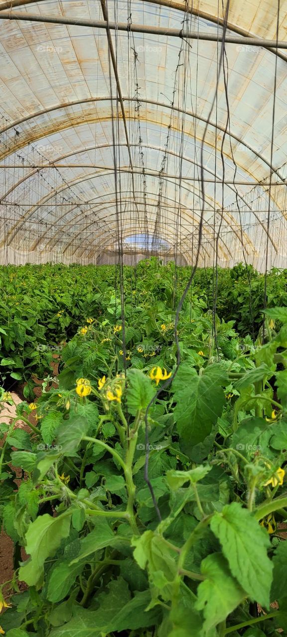 Imágenes de flores de tomate