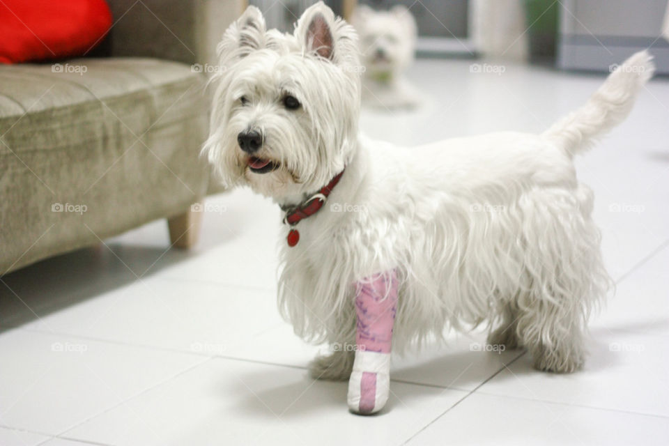 dog with splint