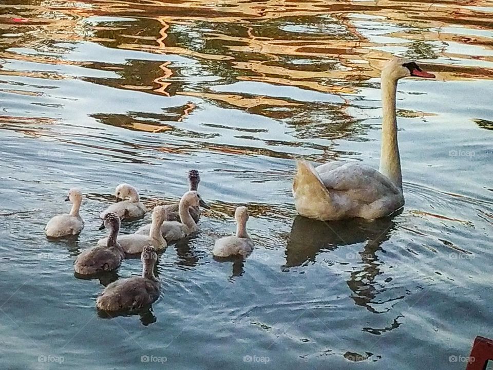 White swan and swans