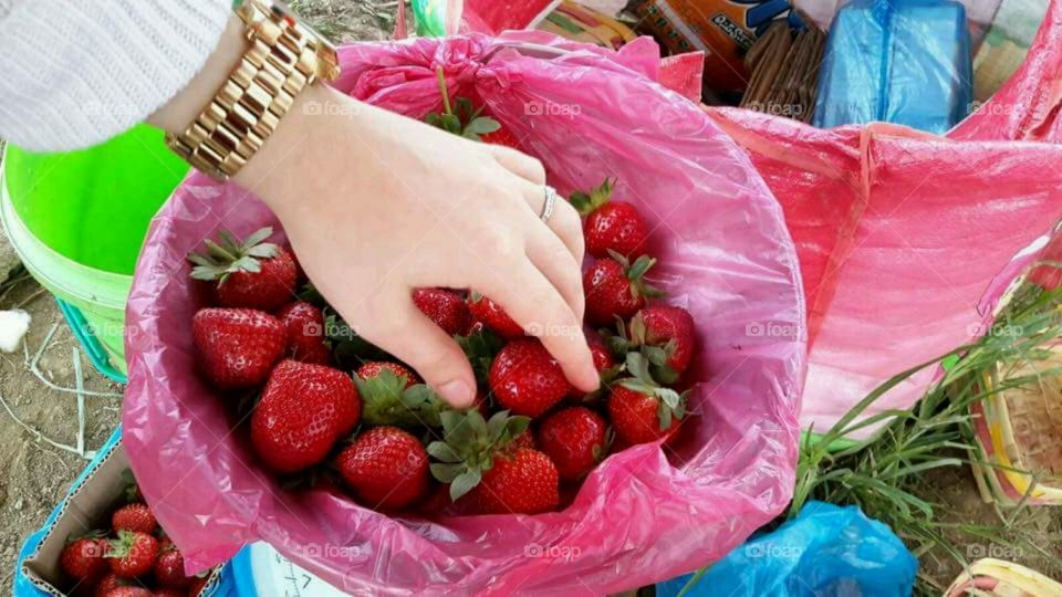 Fresh Strawberries
