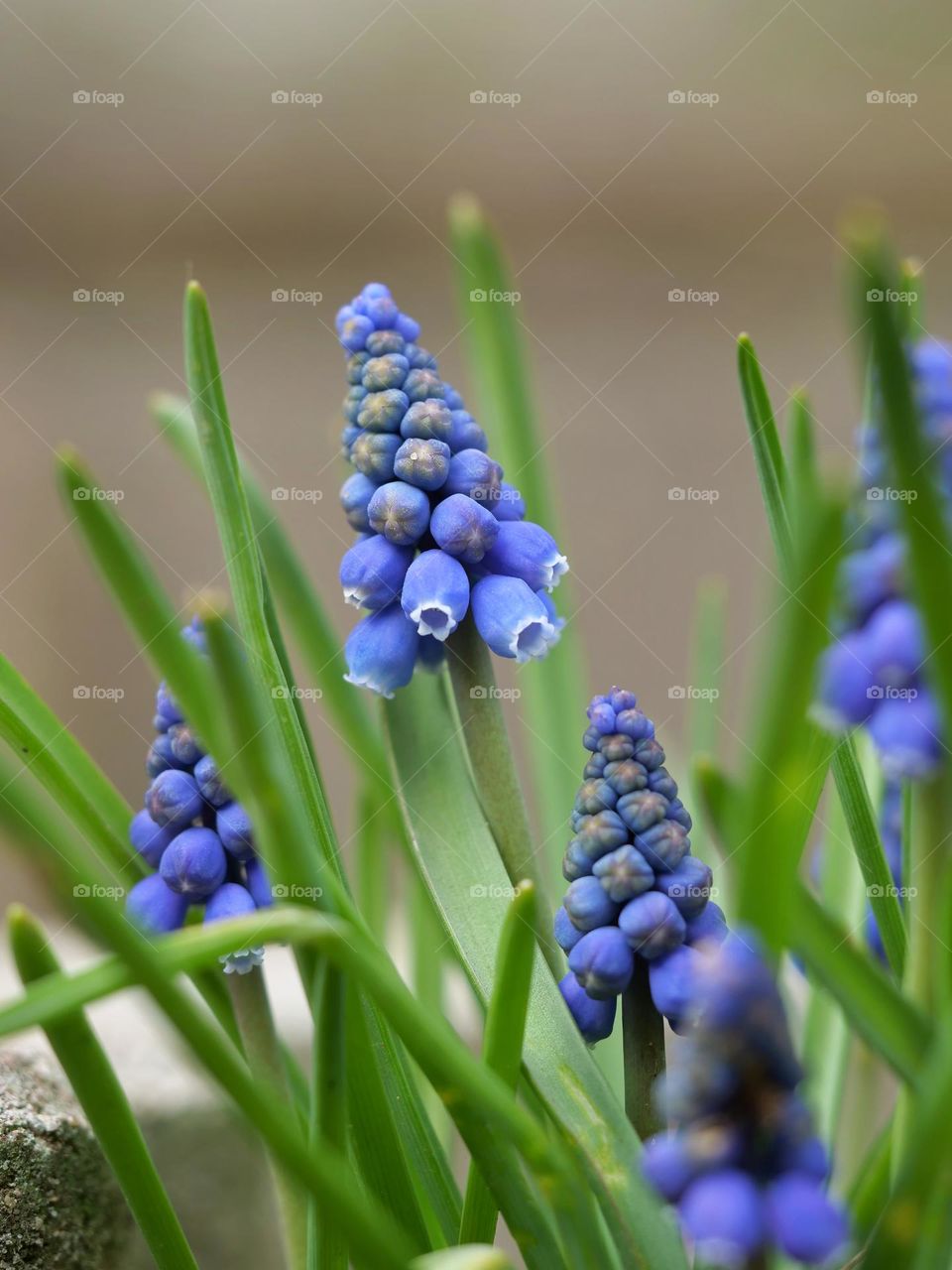 Blue spring flowers