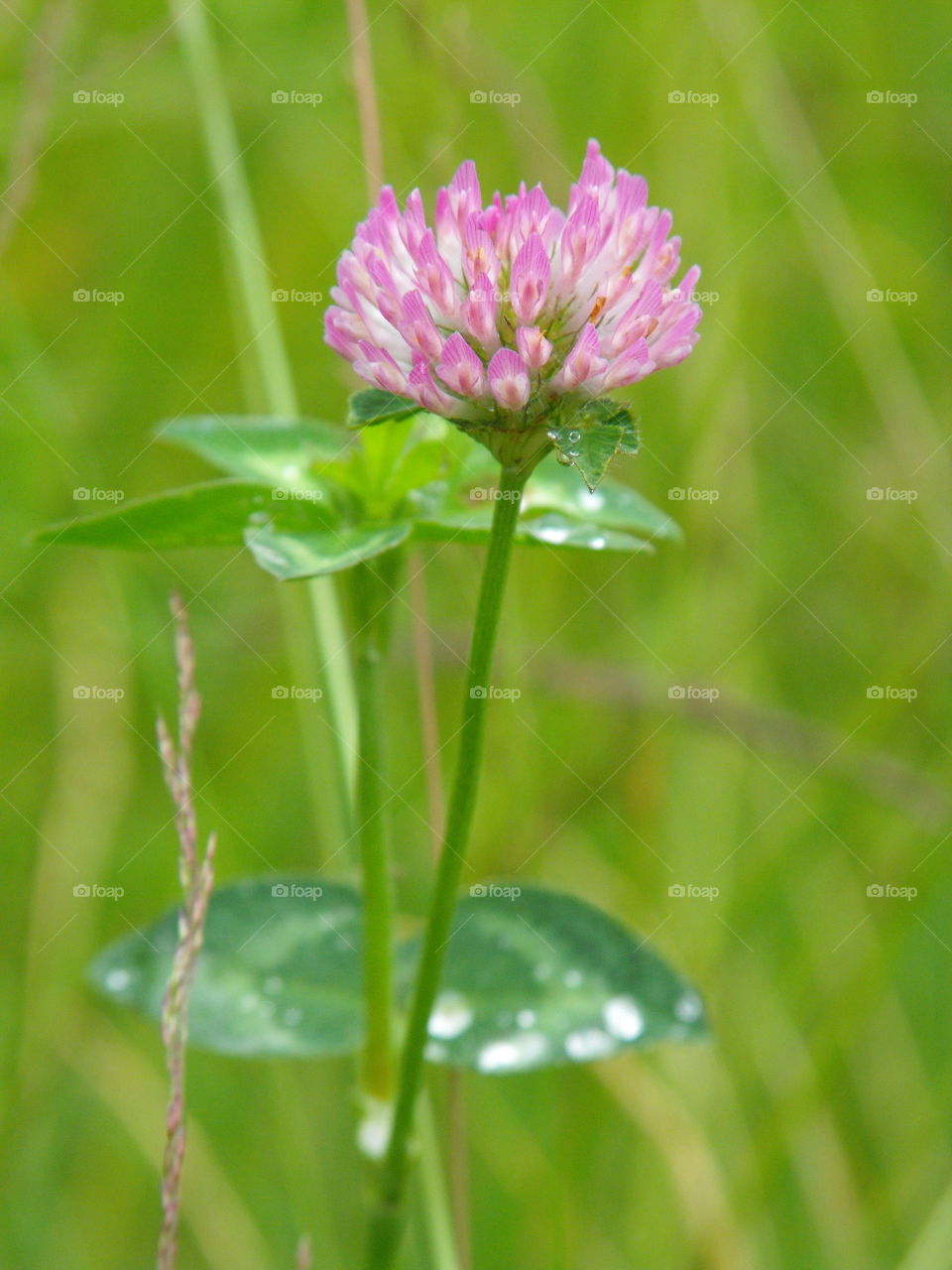 A clover flower with green background
