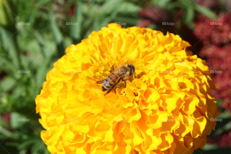 Bee on a chrysanthemum flower