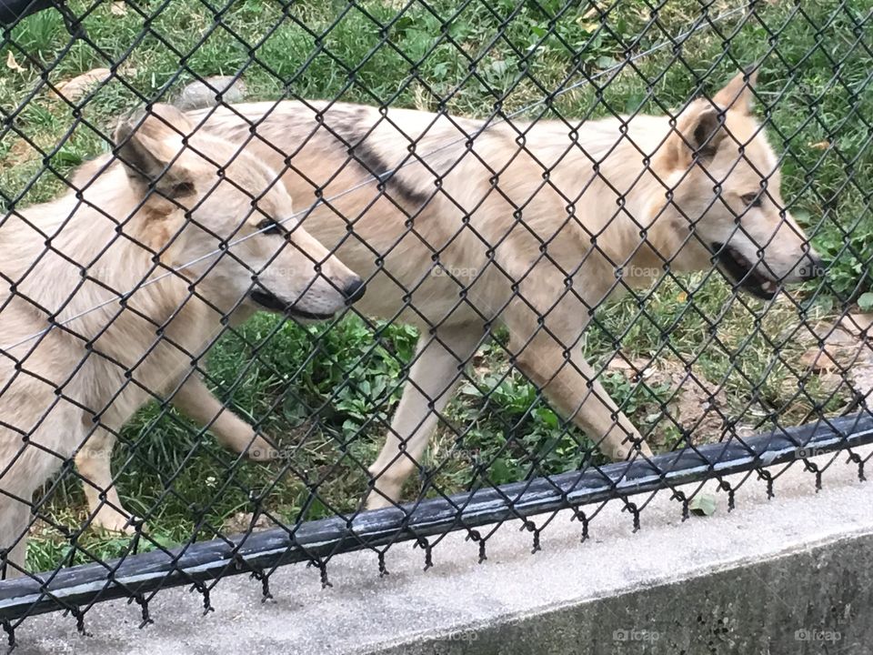 Wildlife, Mammal, Nature, Zoo, No Person