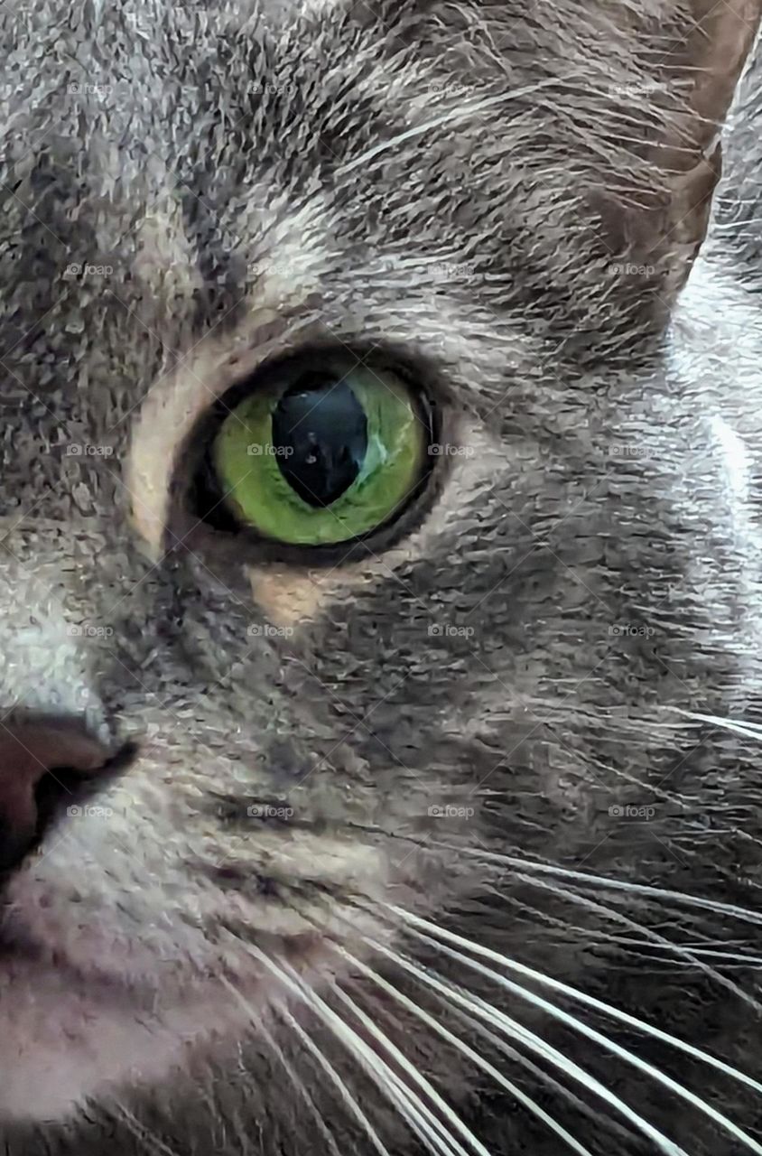 Tigger, up close and personal.