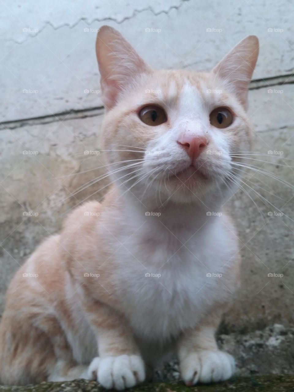 Cat sitting on stones fence with concrete wall as background.