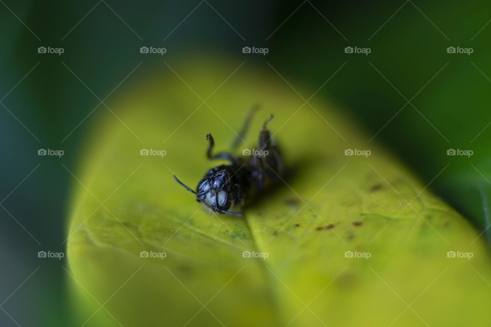 Playful bee on the leaf