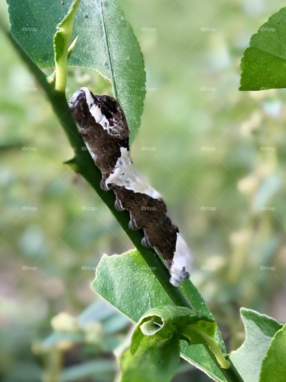 Giant swallow tail caterpillar 