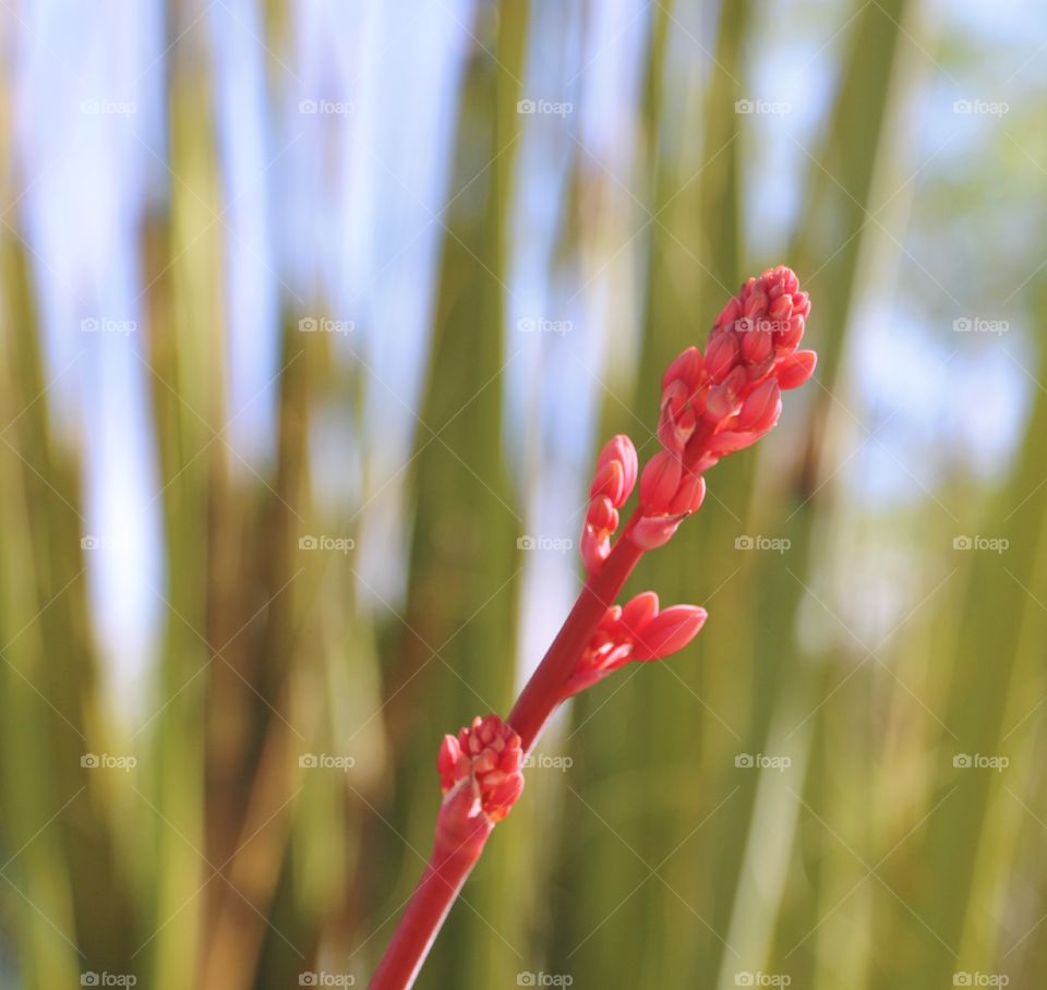 Flower buds in spring