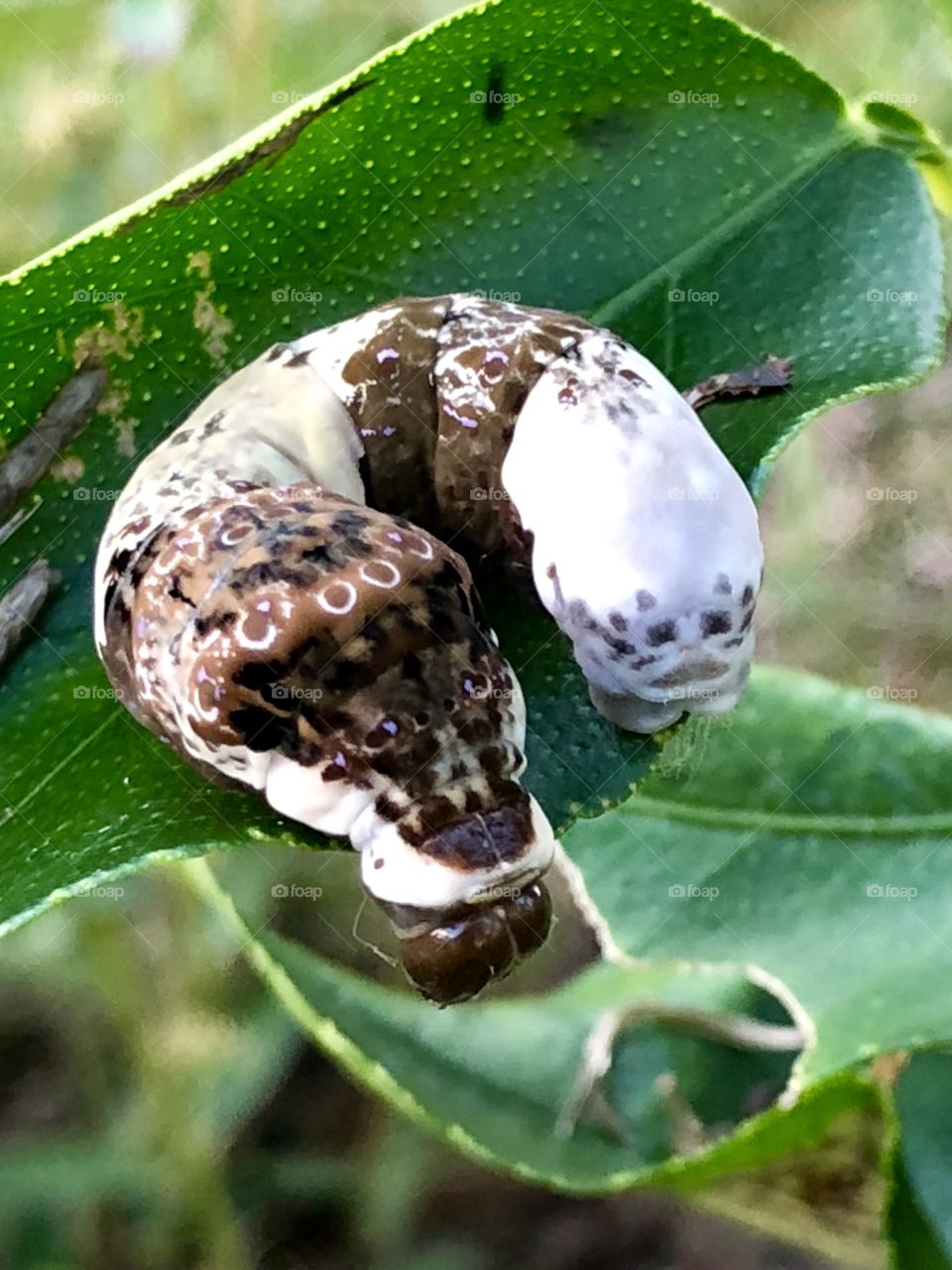 SwallOw tail caterpiller