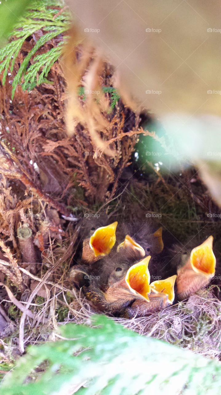 Robin chicks in a nest
