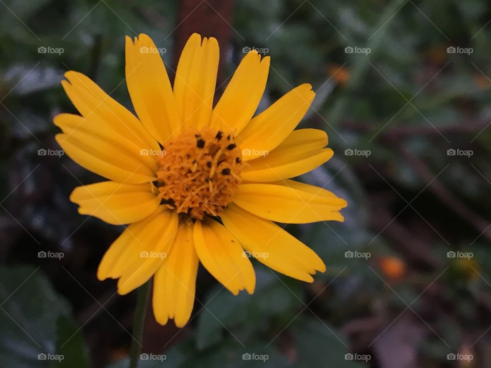 Small Yellow Flower