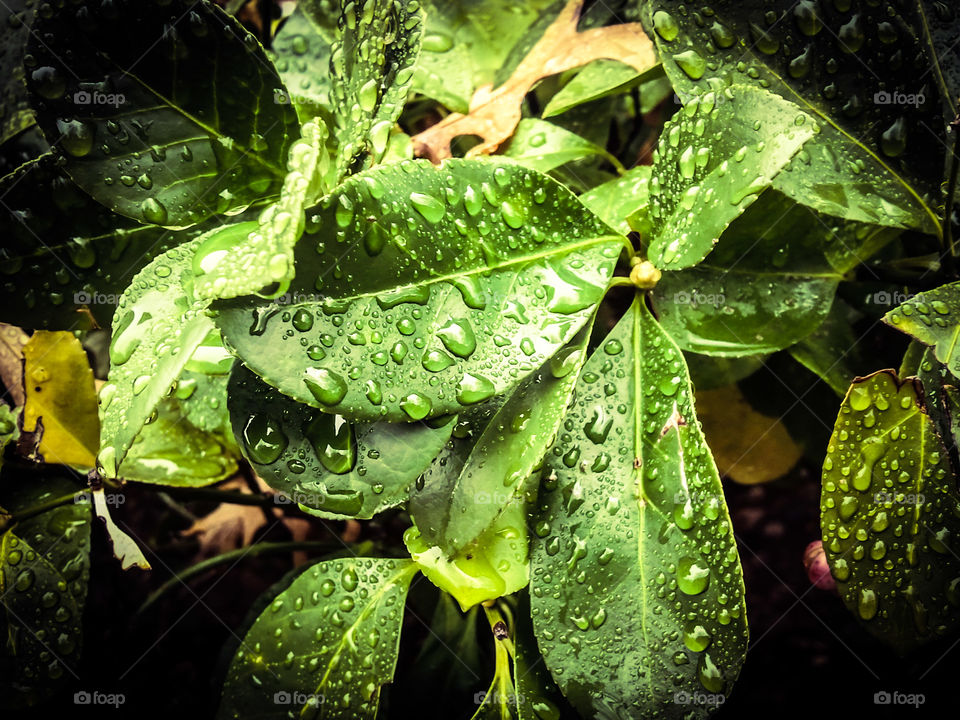 Water on the Bush