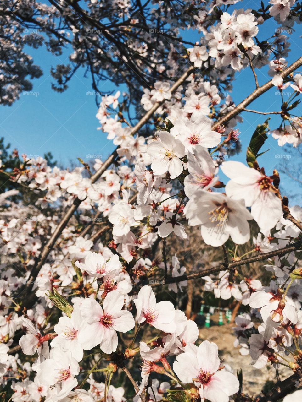 Spring time sakura time