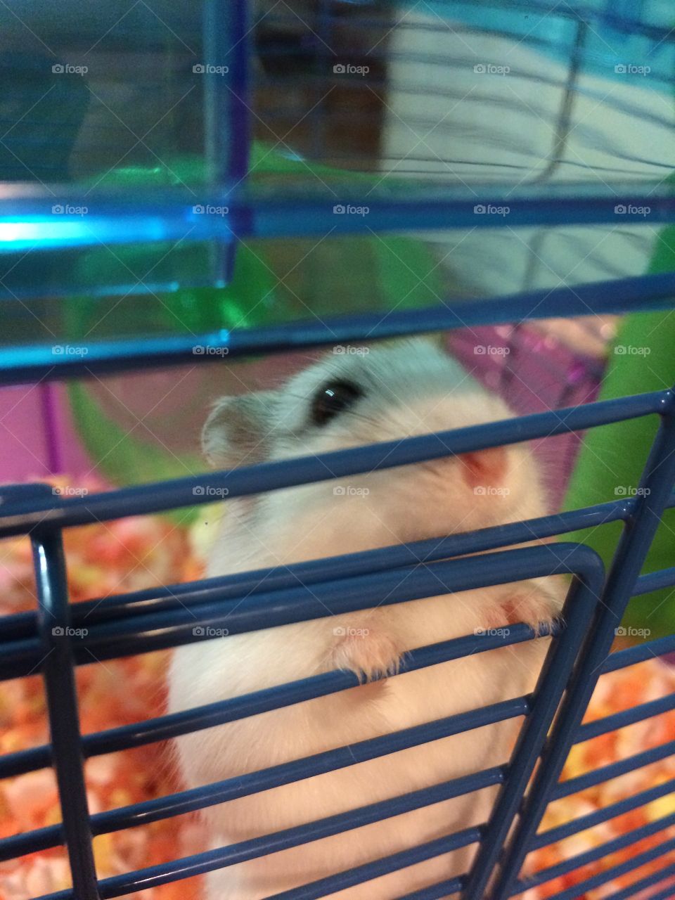 Alice the hamster  “ so how’s your day going ? And could you leave the tv on before you leave for work. Please. The wheel is cool and all but .. “