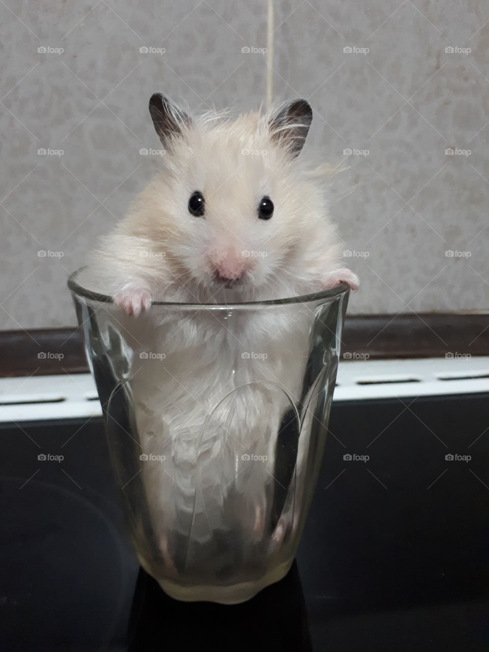 Small hamster in the glass