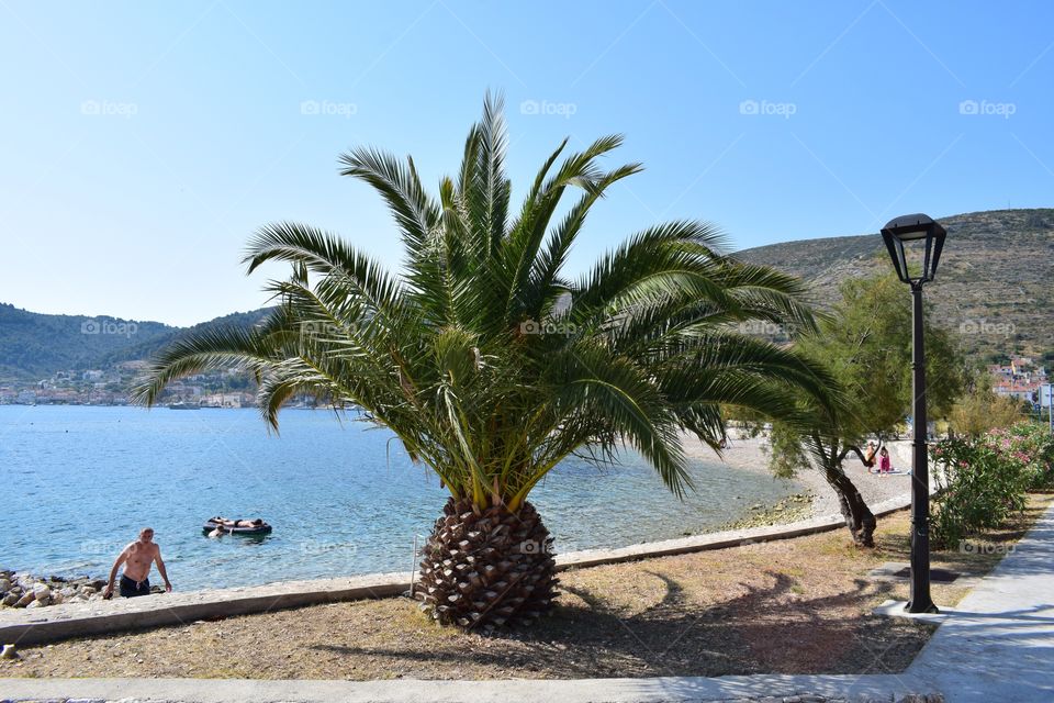 Palm tree at the beach