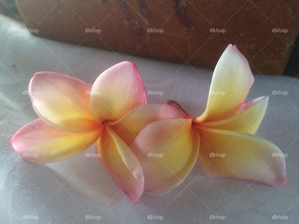 Plumeria 