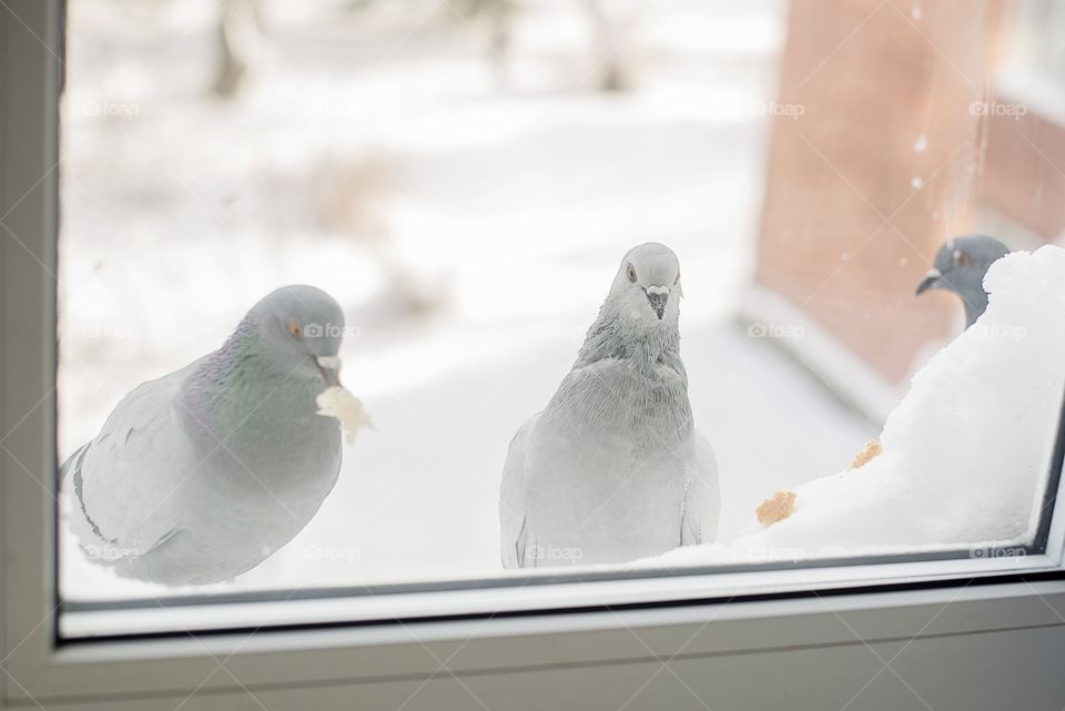 Pigeons outside the window in snow