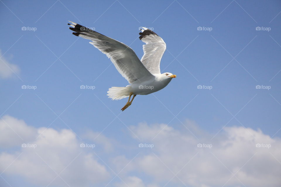 free spirit seagull