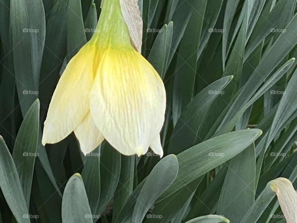 Beautiful narcissus flower in the garden 