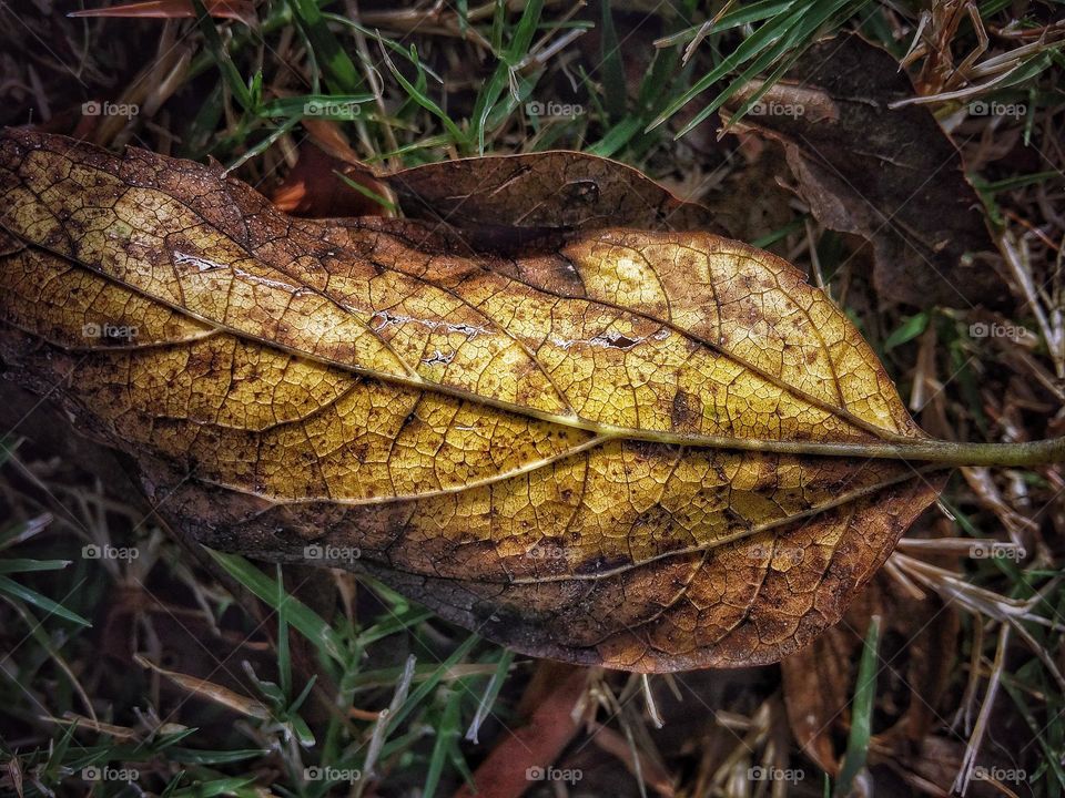 Yellow Fall Leaf Up Close