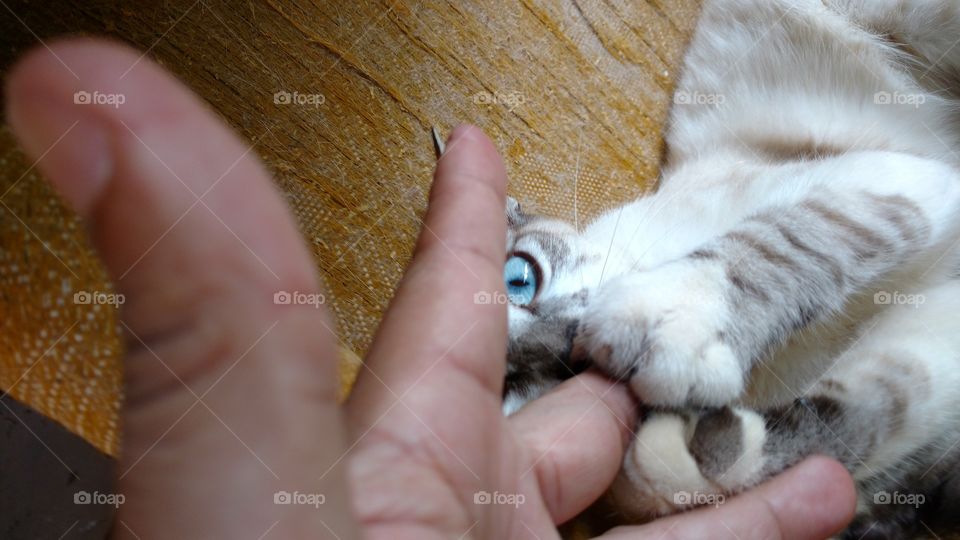 O gato brincando com meus dedos.