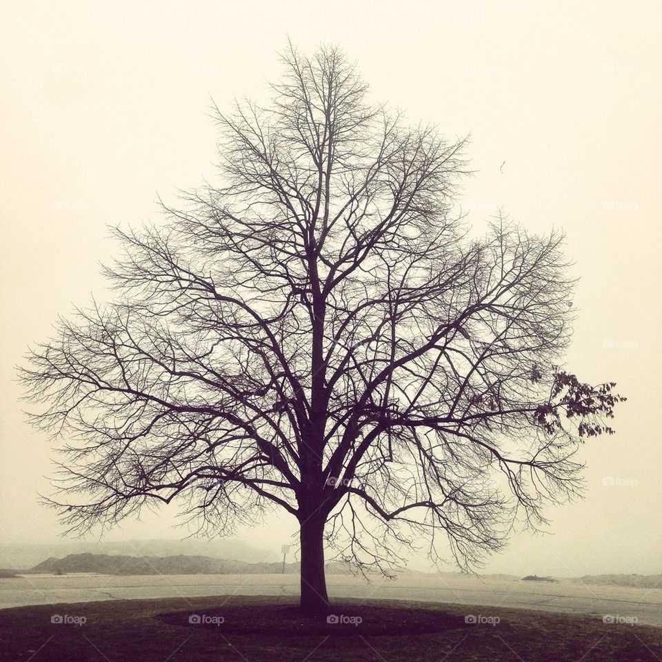 Tree in the fog
