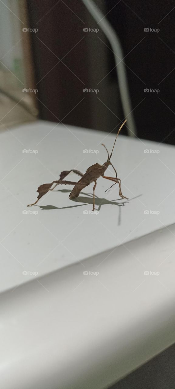 Nocturnal insect attracted to light