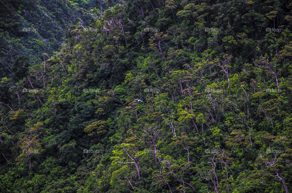 Mountain trees