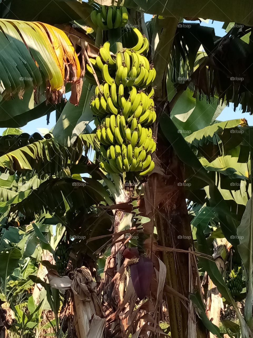 Banana tree
