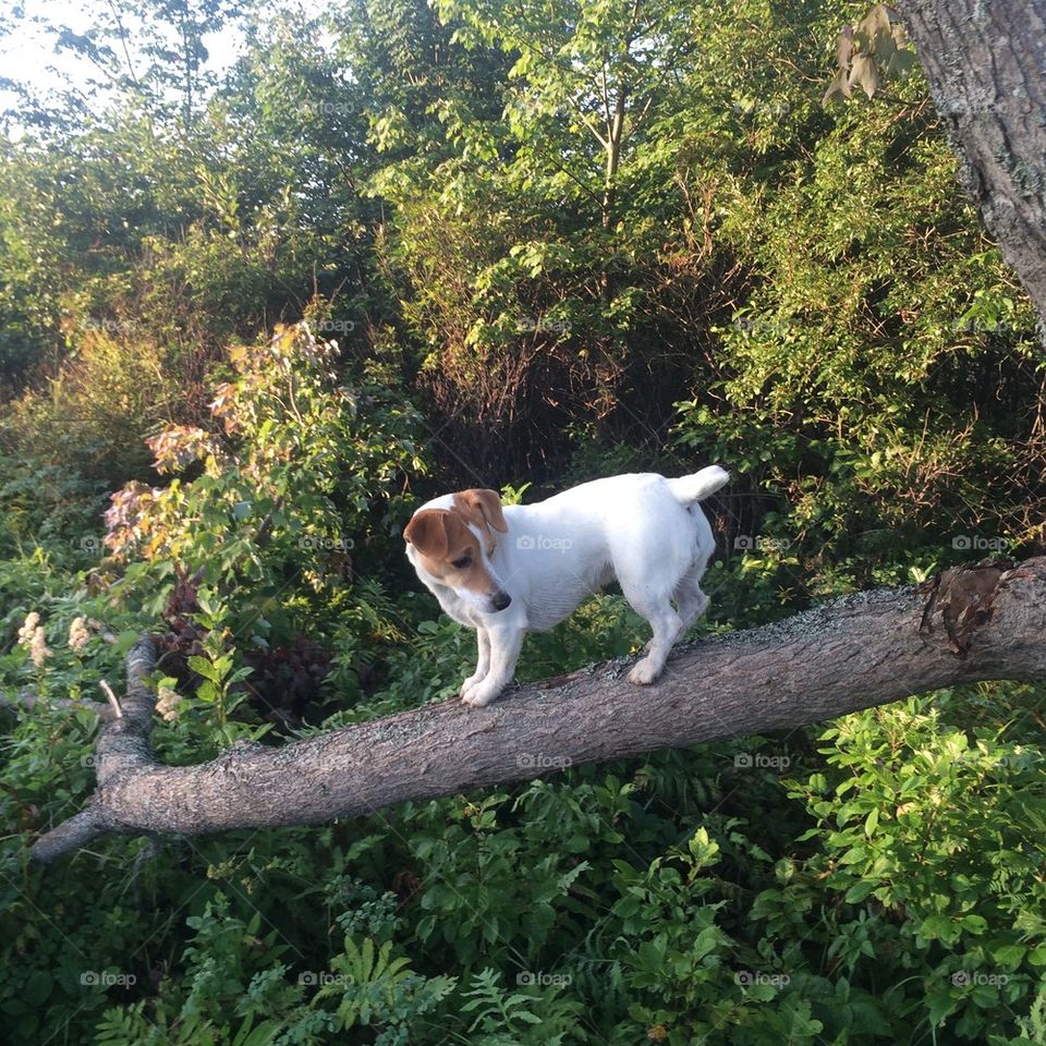 Jack in a tree