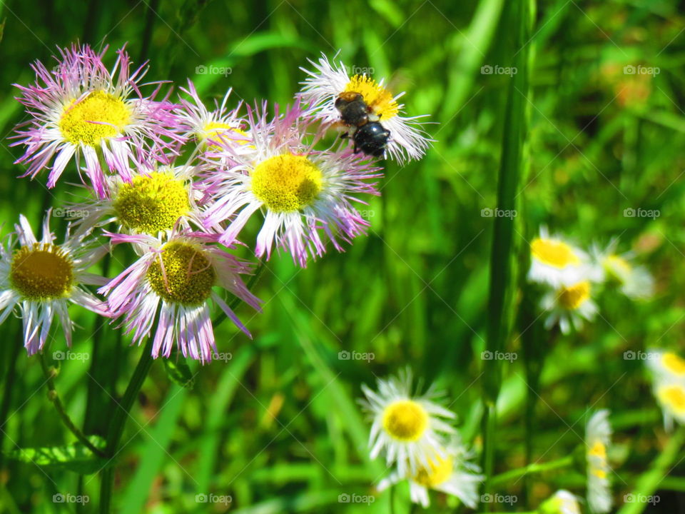 Aster & Friend. Mountain Aster with Bee