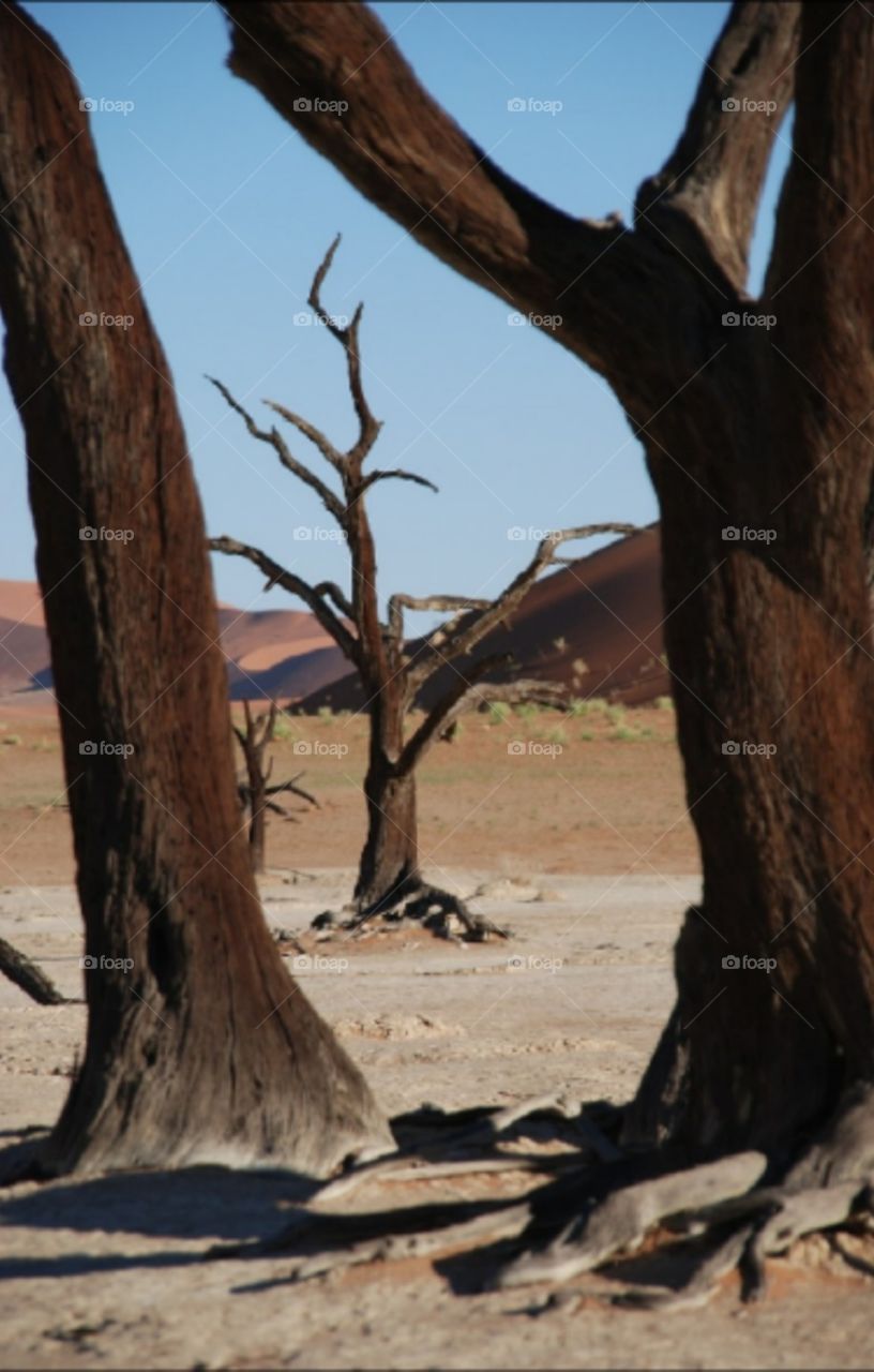 árboles secos en el desierto