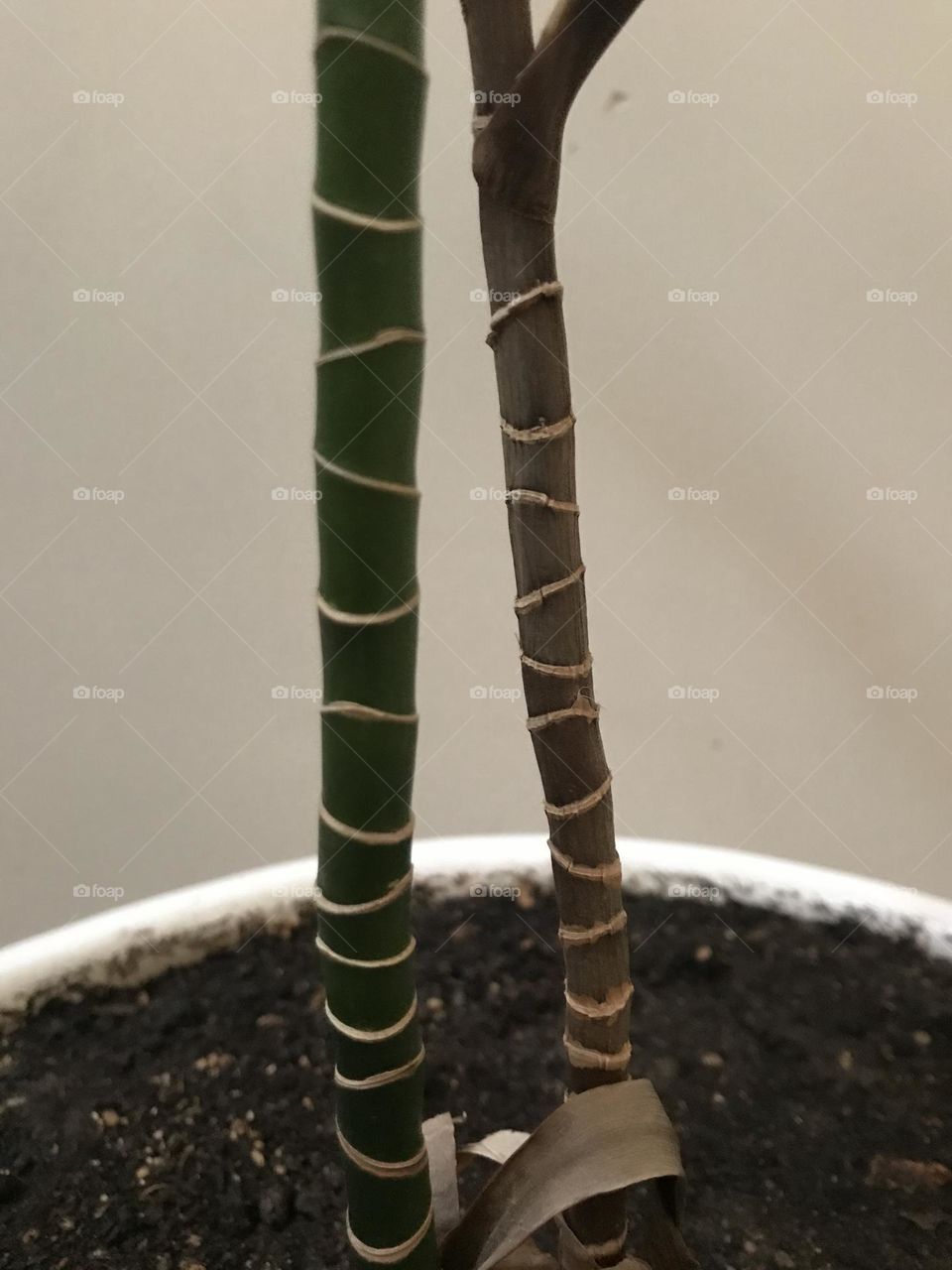 The green story of growth and germination. Life is a constant struggle.
