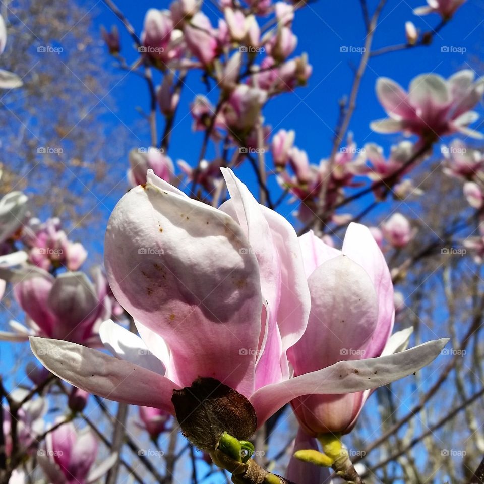 magnolia flowers closeup