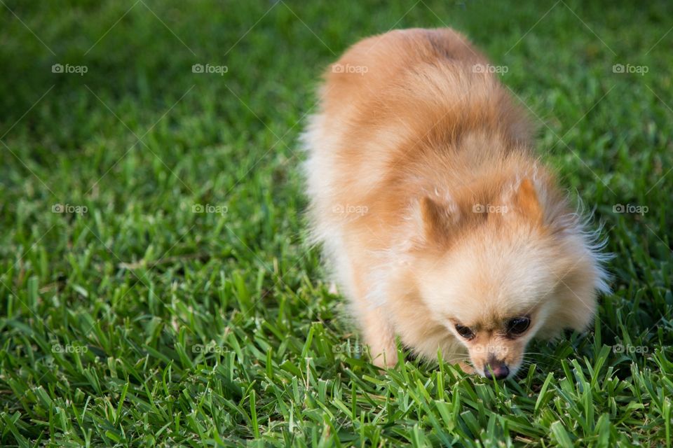 Close-up of dog on grass