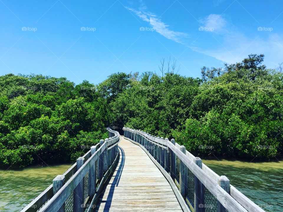 Mangrove Boardwalk.