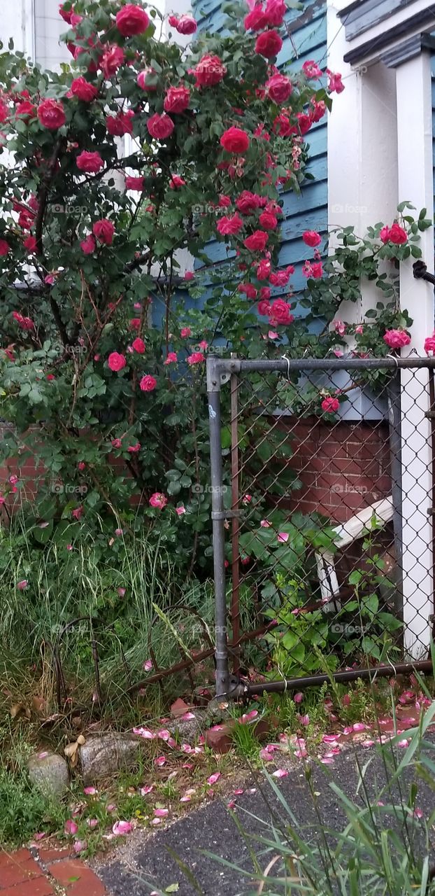 roses in the city