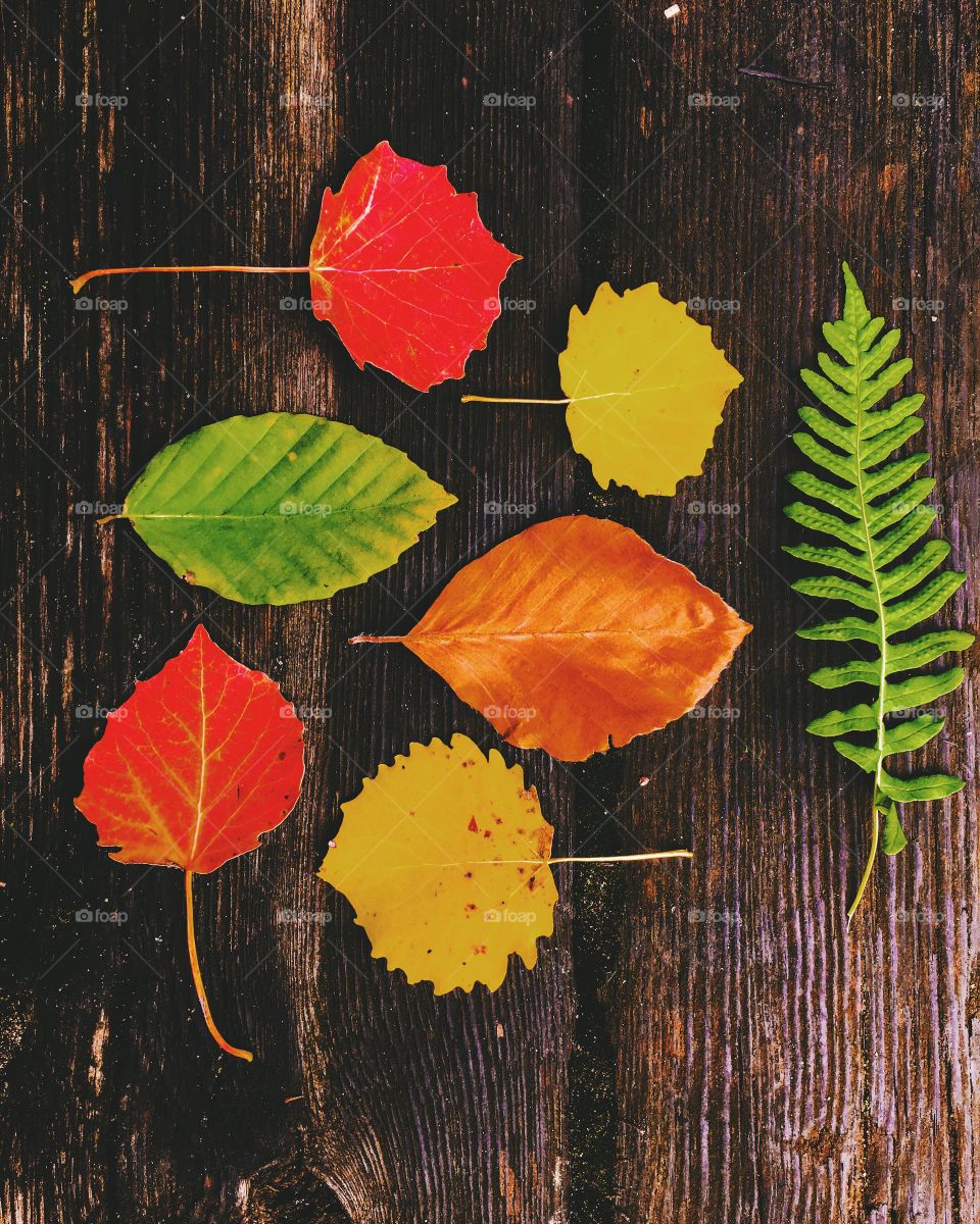 Leaf, Fall, No Person, Nature, Wood