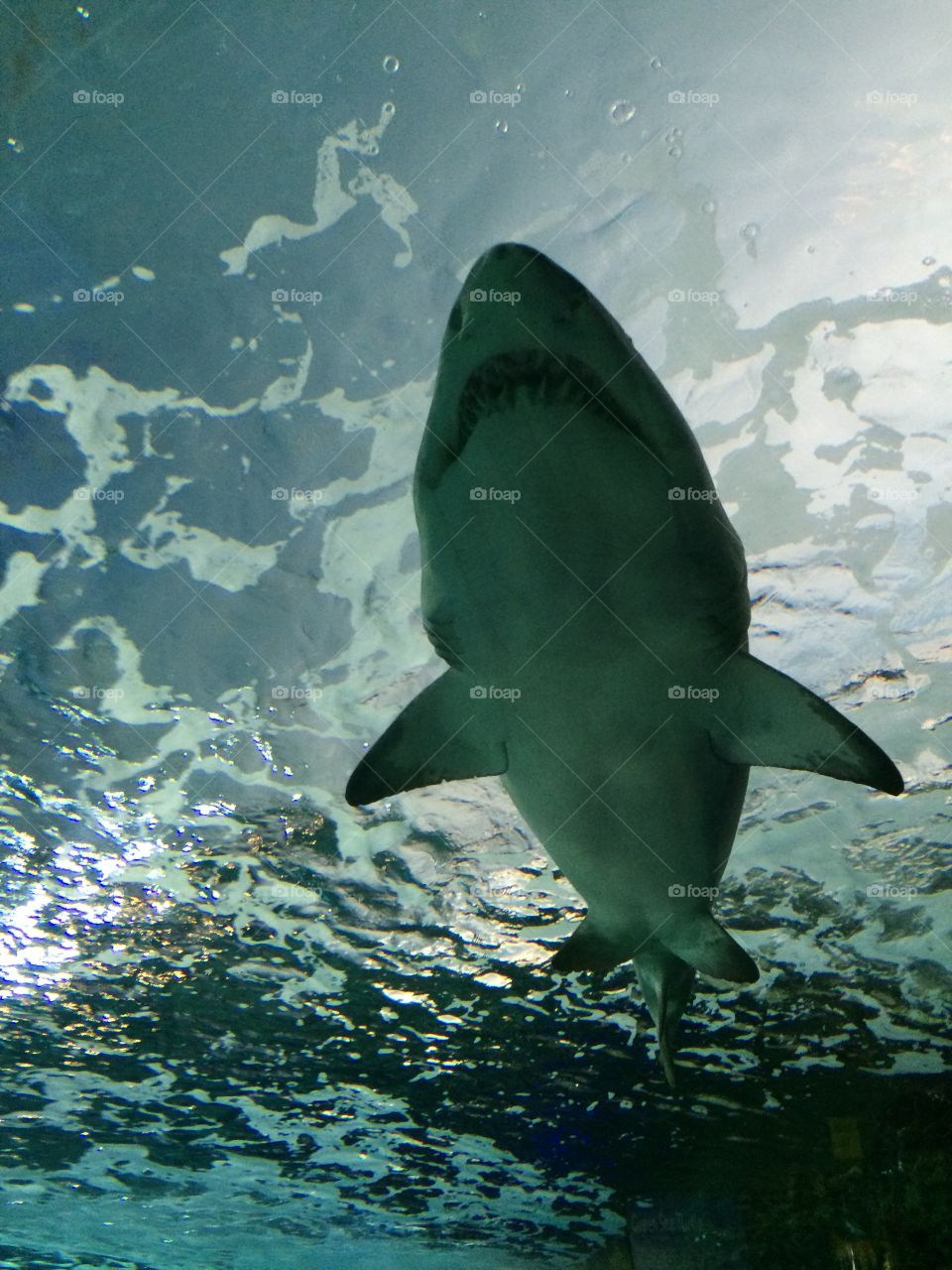The view from below a beautiful shark. Amazing to see their white bellies that keep them hidden from their pray below. 