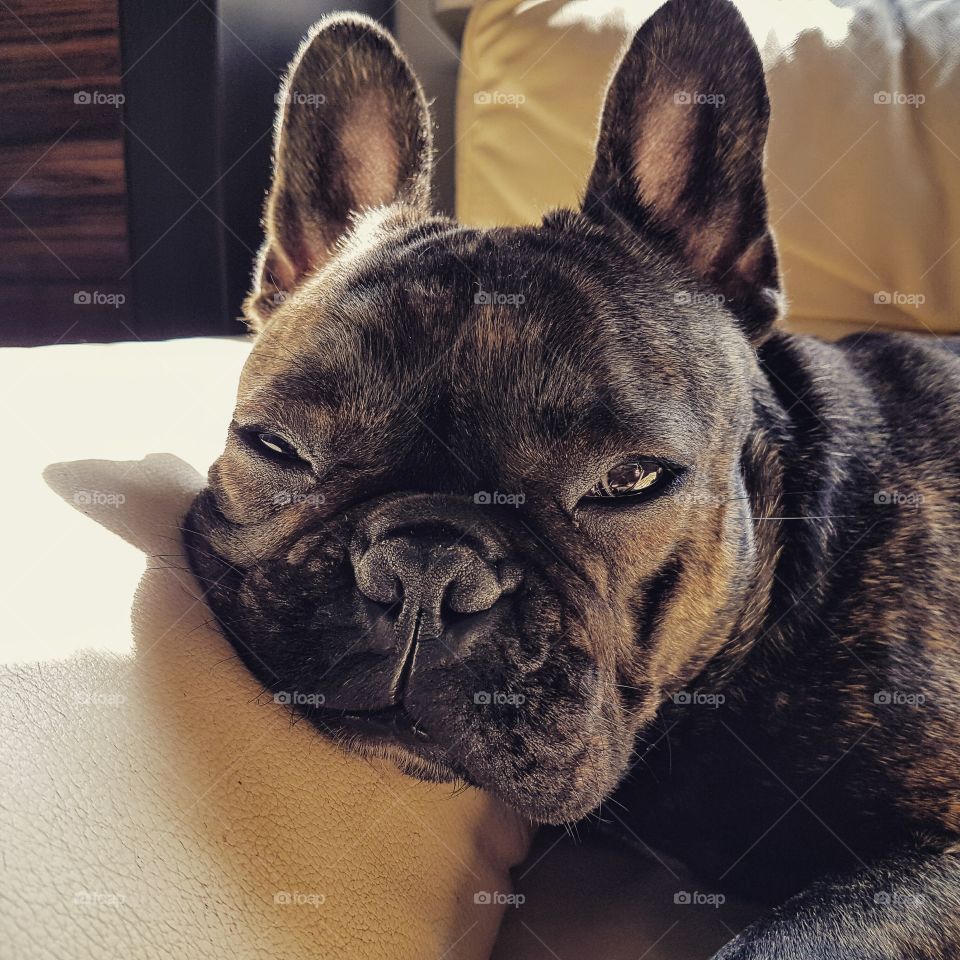 Close-up of french bulldog