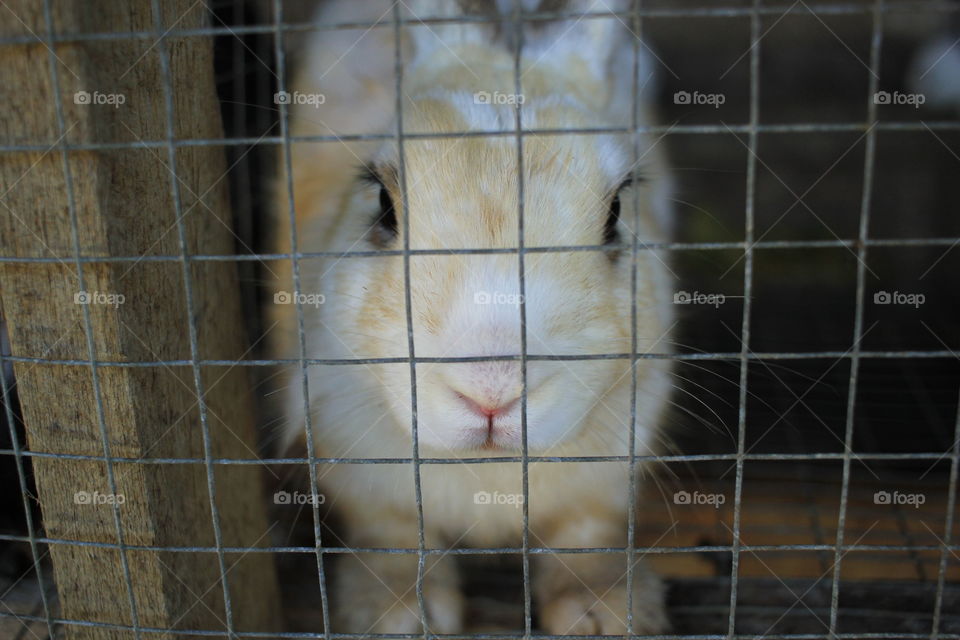 Pretty Looking Rabbit