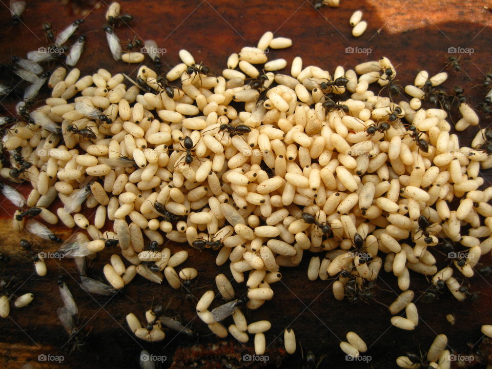 Ants nest pupae. Ants at work 
