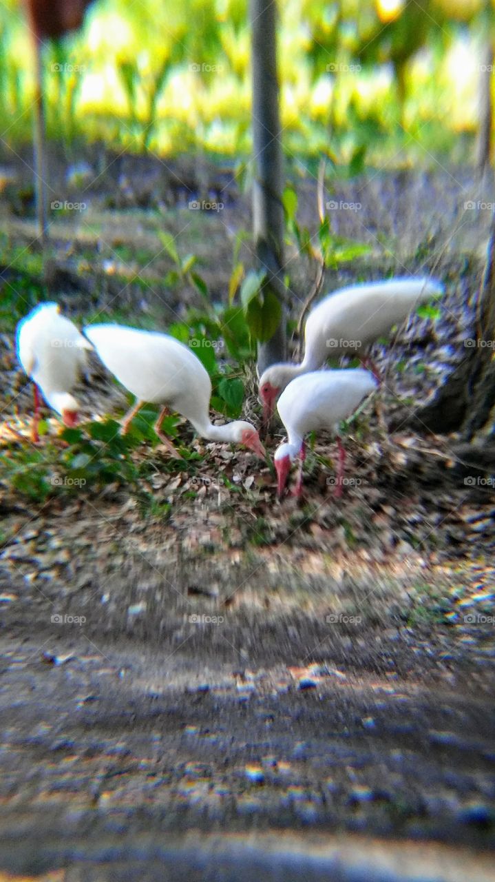 birds eating