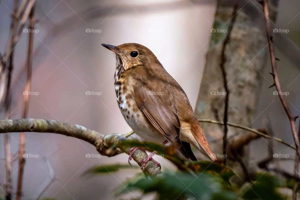 A Hermit Thrush is looking pretty in the forest. Apex, North Carolina. 