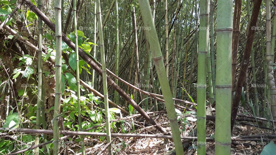 bamboo forest