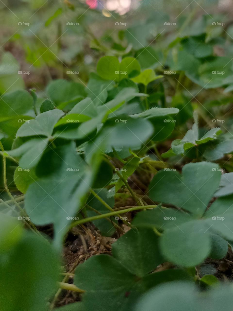 close up of a green plant in the garden