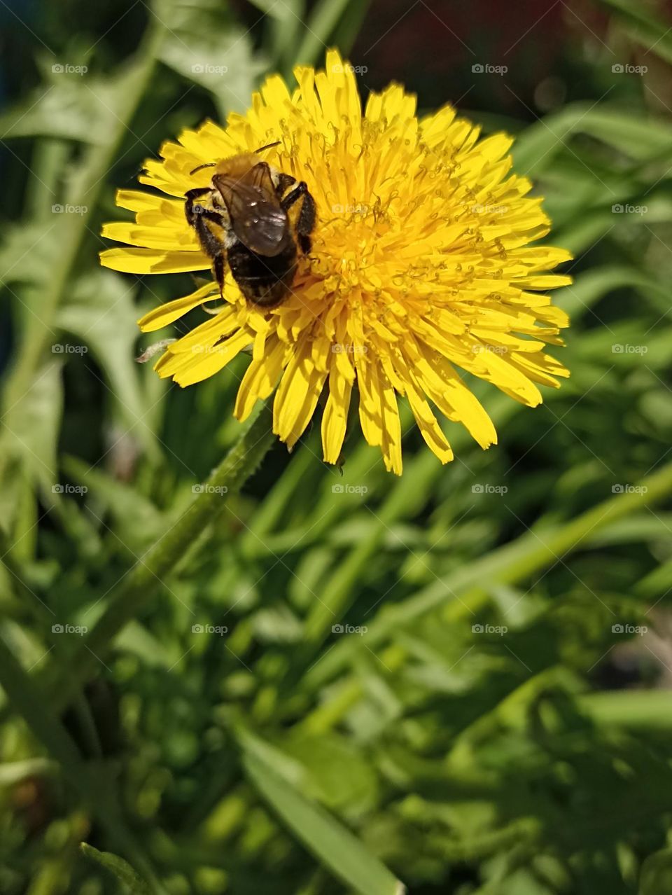 A bee on a flower