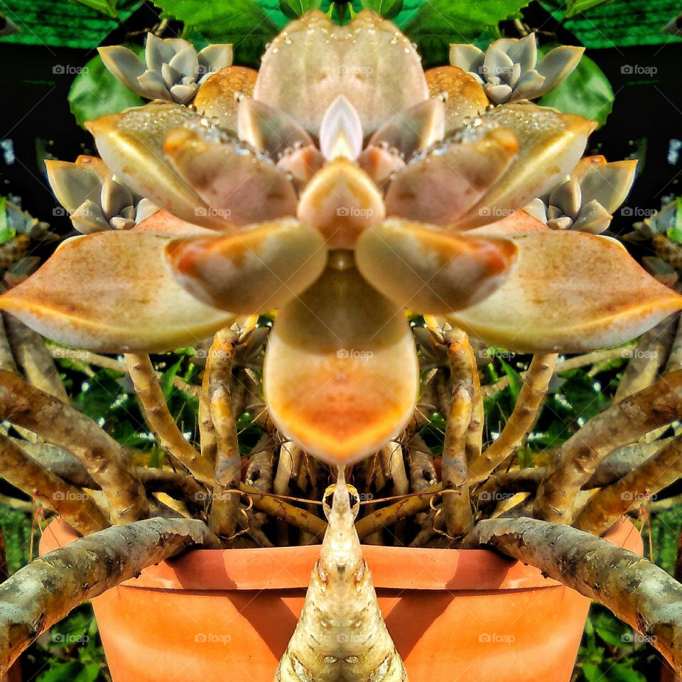 Full Mirrored Wanderer Plant